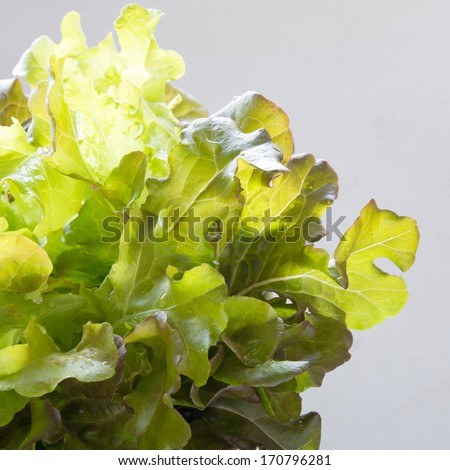 fresh red oak lettuce