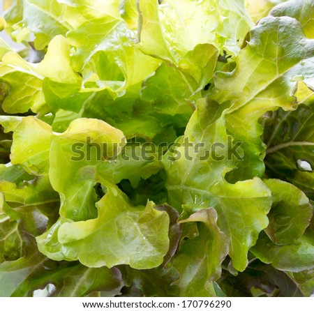 fresh red oak lettuce