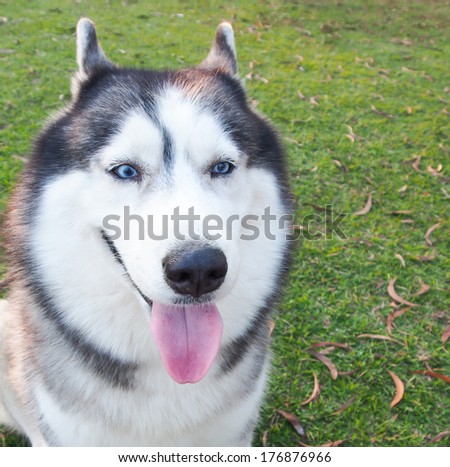 Siberian husky dog outdoors