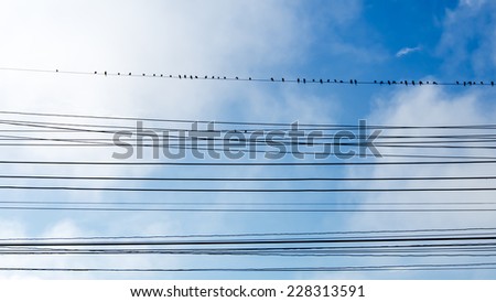 birds on wires over blue sky with clouds background