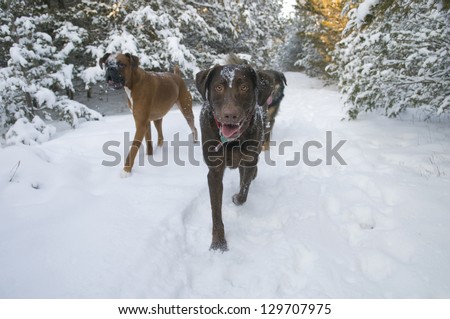 Three dogs walking in a winter park - selective focus on Chocolate Lab, with Boxer and a Mixed Bred in the background