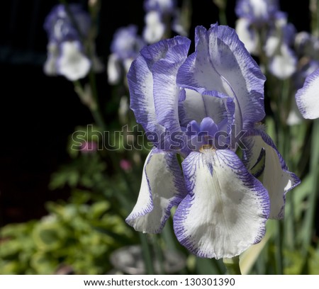Selective focus on the foreground iris with many iris blossoms in the background on a sunny day in the garden