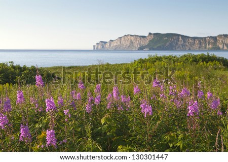 Selective focus on the foreground wildflowers with the Gaspe Peninsula in the background