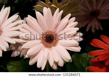 Selective focus on the foreground Gerber Daisy