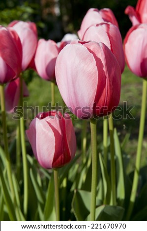 Selective focus on the foreground red tulips