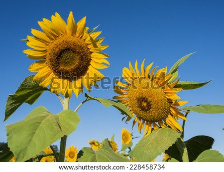 Selective focus on the sunflower blossom with deep blue sky in the background