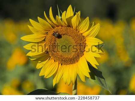 Bumble bee pollinates a single sunflower blossom late in the summer
