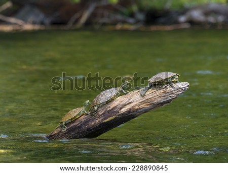 Three painted turtles sunning themselves on a log sticking out of the lake