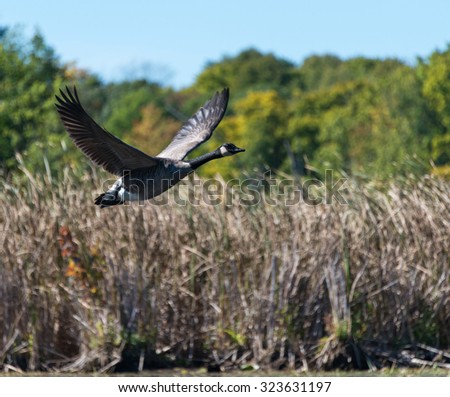 Goose takes off flying over the marsh in the morning on a fall day.