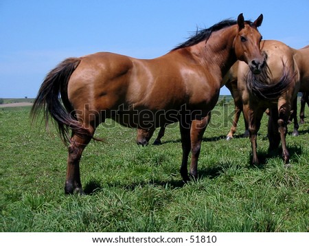 pictures of quarter horses. Dun Quarter Horse mare