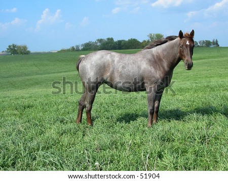 Red Roan Quarter Horse mare standing in a pasture on a summer day