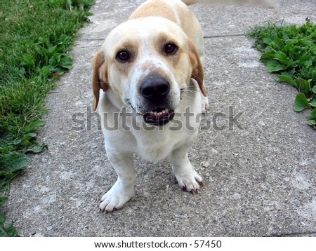 Smiling farm dog