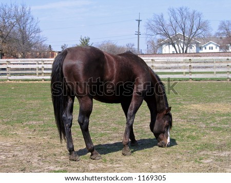 Quarter Horse Stallion Grazing