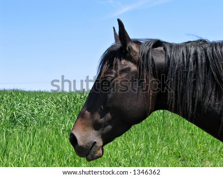 Head-shot of Black Quarter Horse Mare