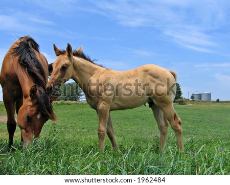 Foal saying hello to a pasture mate