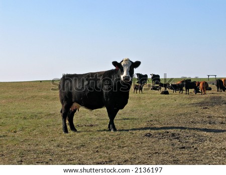 Cow standing away from the herd in a Midwestern pasture