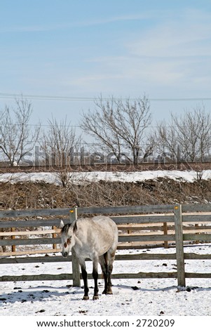 Gray mare standing in the snow