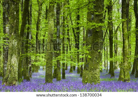 Bluebell Forest 3