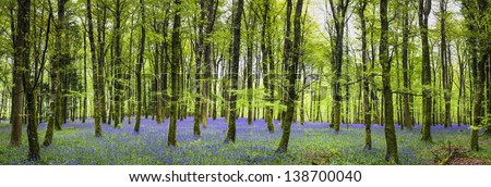 Bluebell Forest 5