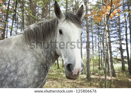 Portrait Of A Gray Horse In The Forest.