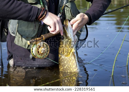Person Angler Fisherman Releasing Pike Fish Catch while Holding Fly Fishing Rod