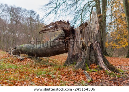 Broken Tree after Storm or Hurricane