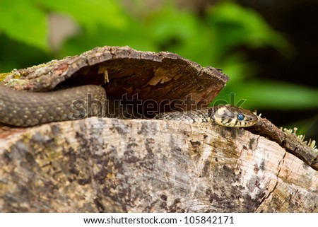 Wild european adder and its forked tongue on the wood
