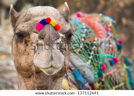 Camel with colored decoration in Pushkar, Rajasthan, India