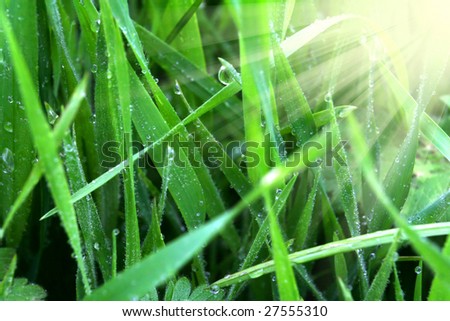 Green grass with dew at sunrise