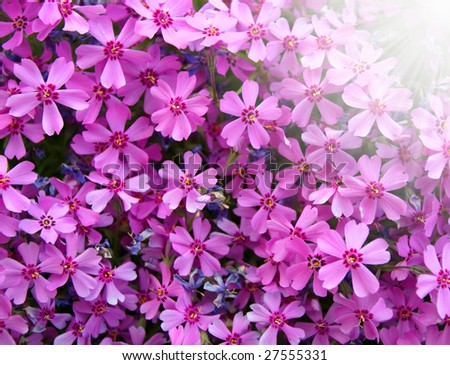 Pink flowers in the sun