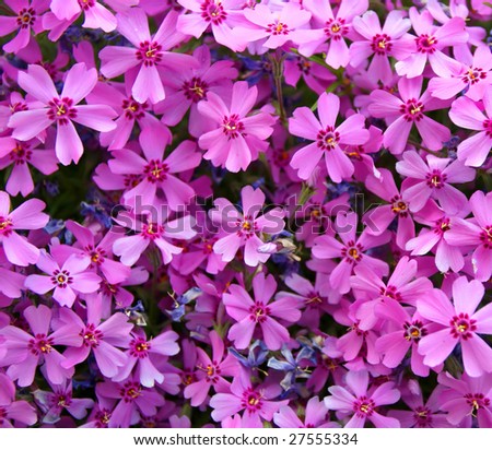 flowers background. pink flowers background