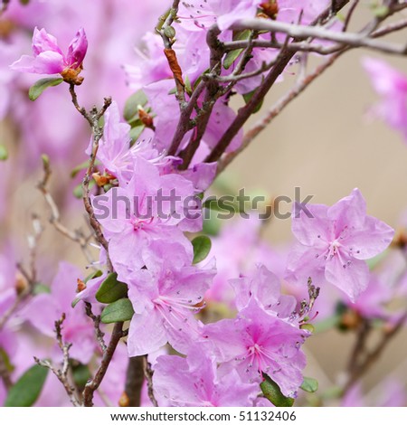 Beautiful pink spring flowers