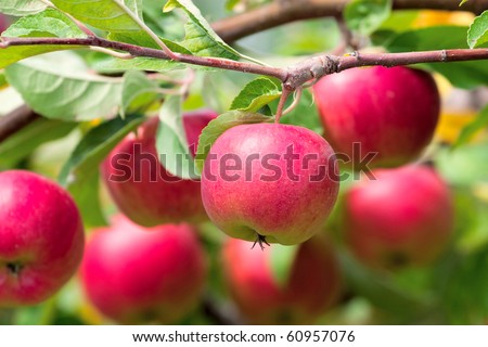 apple tree branch. on apple tree branch