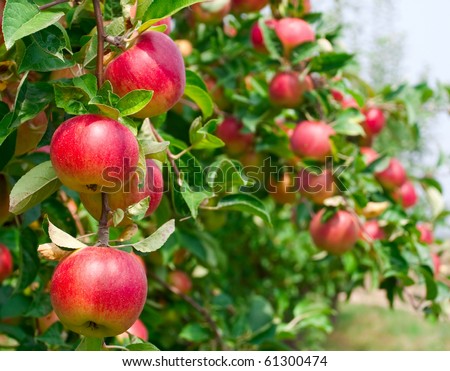 Red apples on apple tree branch