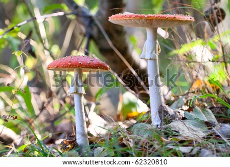 Fly amanita mushrooms in the wood