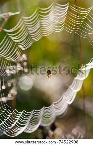 Spider in the web covered with morning dew
