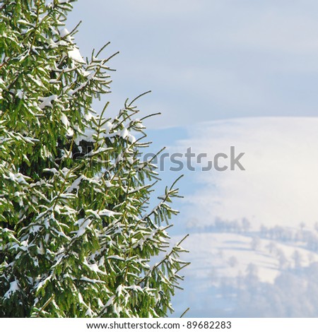Green fir-tree covered with snow against winter mountain background