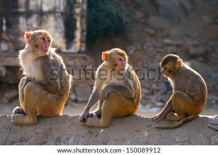 Three rhesus macaque monkeys (Macaca mulatta)