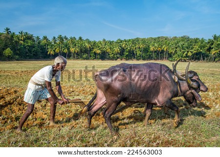 GOA, INDIA - DECEMBER 21 : Farmers plowing agricultural field in traditional way where a plow is attached to bulls on December 21, 2012 in Goa, India.
