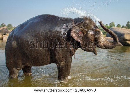 Lakshmi, the temple elephant takes her daily bath in the river. Hampi, India