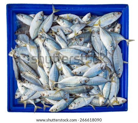 Fish in blue box isolated on white background