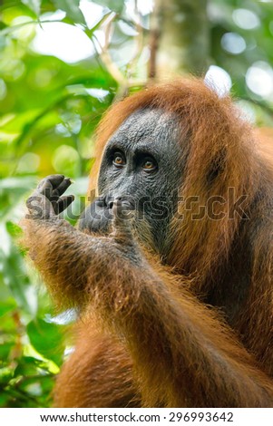 Female orangutan portrait in Gunung Leuser National Park, Sumatra, Indonesia