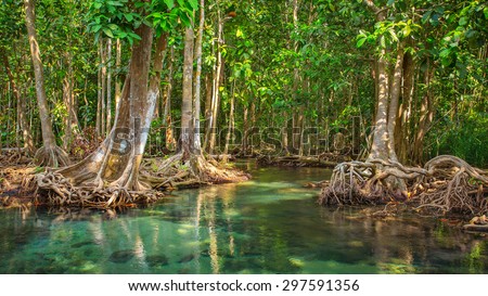 Mangrove trees along the turquoise green water in the stream