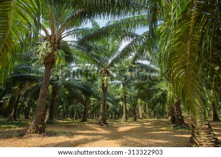 Palm oil tree plantations, Thailand
