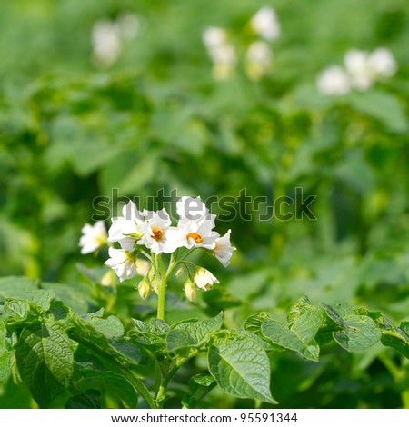 Potato bush blooming with white flowers