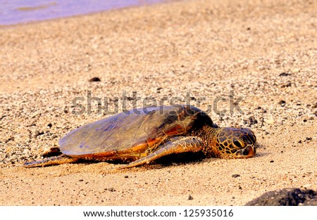 Baby Hawaiian Sea Turtle Sunning in the sand