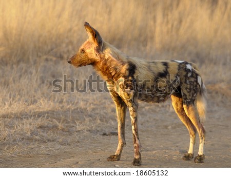 This wild dog is truly wild, one of the very few left