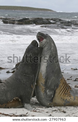 Southern elephant seals (Mirounga leonina) on the beach on Seal Lion Island, Falkland Islands
