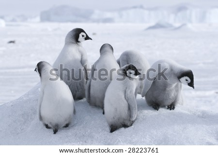 Emperor penguins on the sea ice in the Weddell Sea, Antarctica