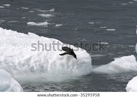 Adelie penguin (Pygoscelis adeliae) jumping off an iceberg